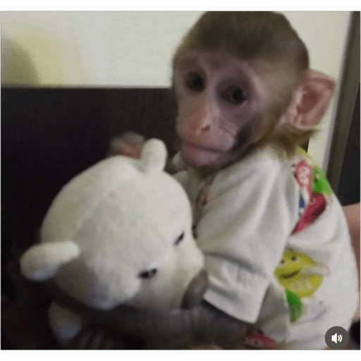 Monos2 23