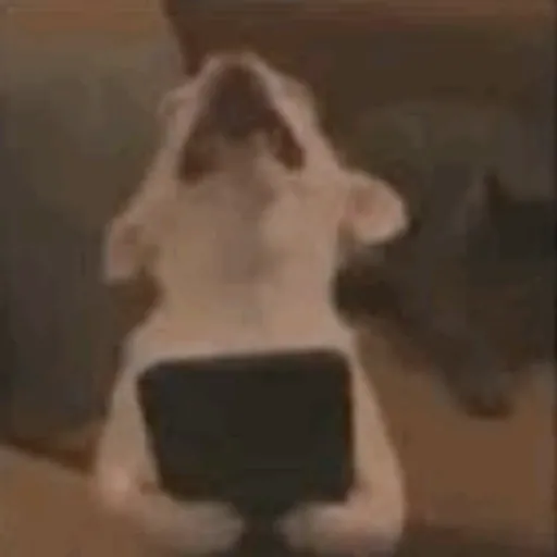 Reações TikTok 2