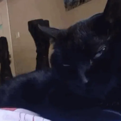 Reações TikTok 11