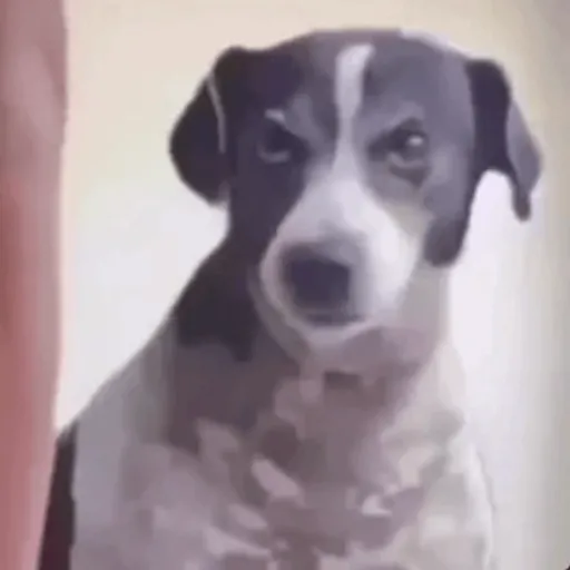Reações TikTok 10