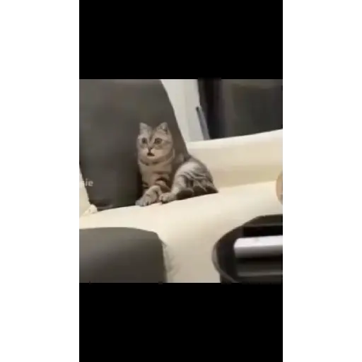 😺🙀🙀🙀🙀 2
