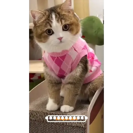 😺🙀🙀🙀🙀 5