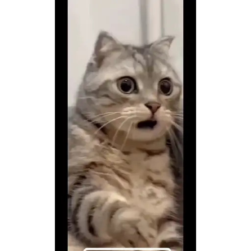 😺🙀🙀🙀🙀 6
