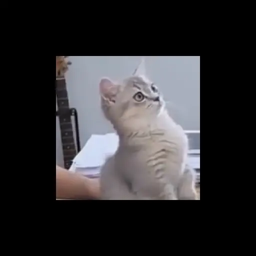 😺🙀🙀🙀🙀 3