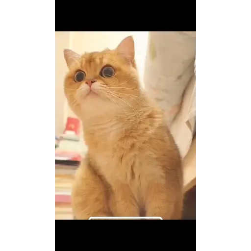 😺🙀🙀🙀🙀 8