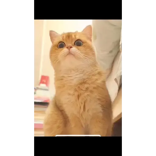 😺🙀🙀🙀🙀 7