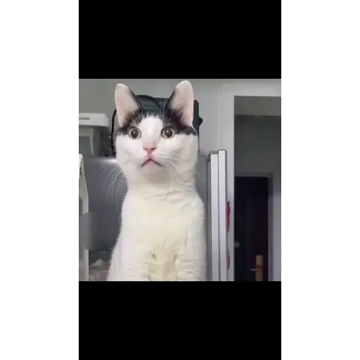 😺🙀🙀🙀🙀 4
