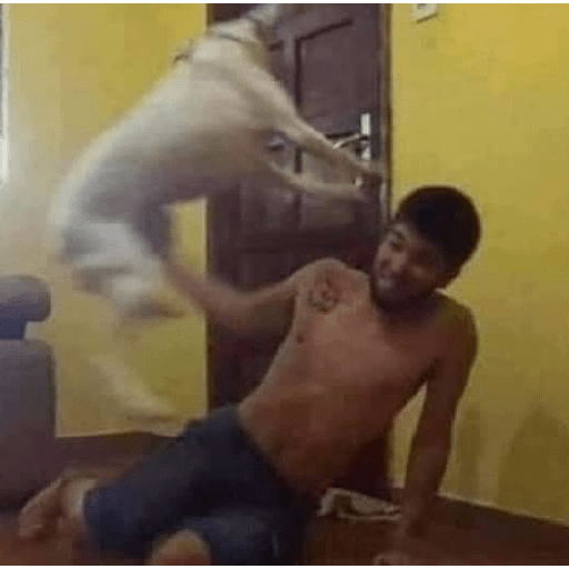 Animales random 3.0 🕴️ 20