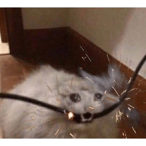 Animales random 3.0 🕴️ 26