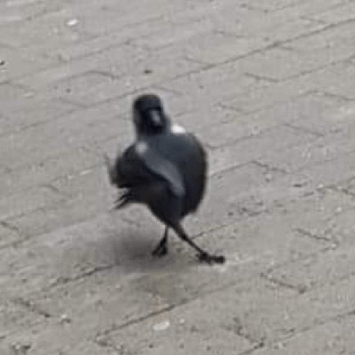 Animales random 3.0 🕴️ 6