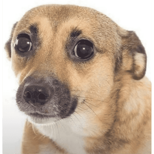 Si. 11