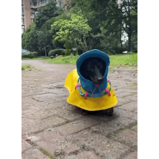 Perritos 3
