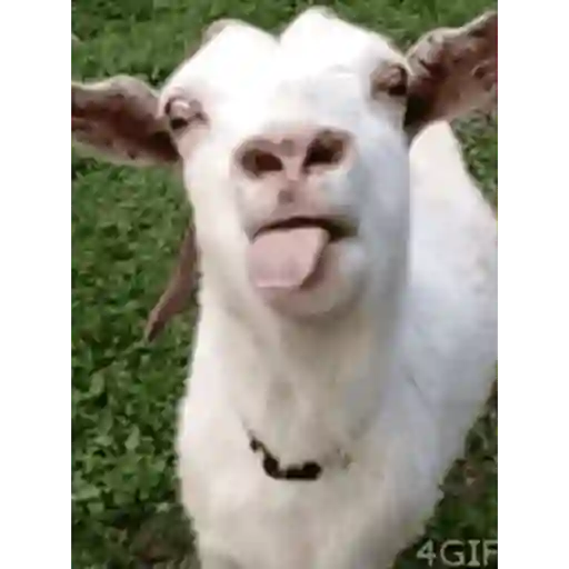 Gif 2 6