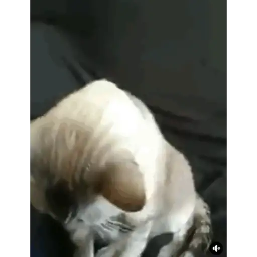 Gif 2 2