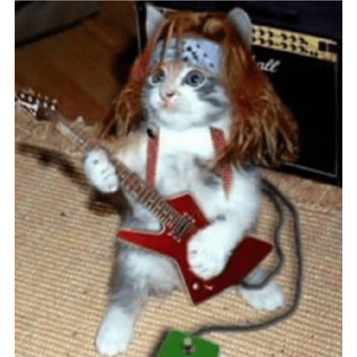 Cat 2