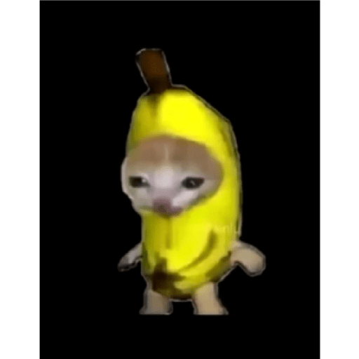 Cat 26