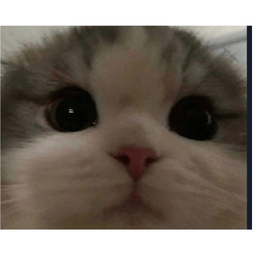 Cat 20