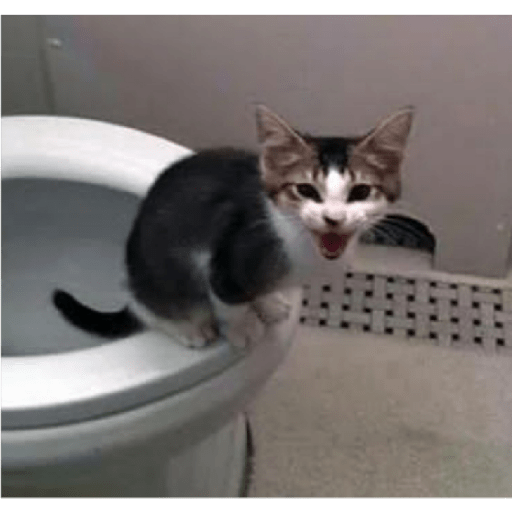 Cat 21