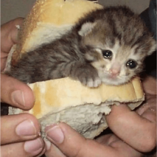 Cat 19