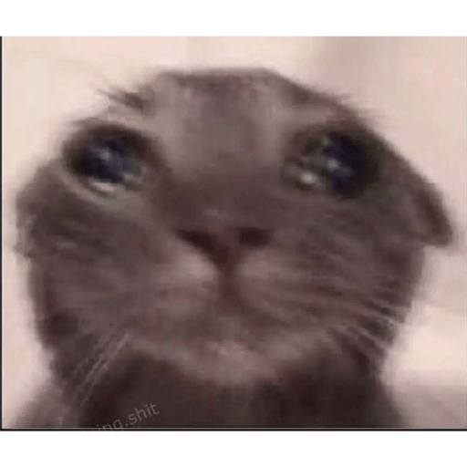 Cat 24