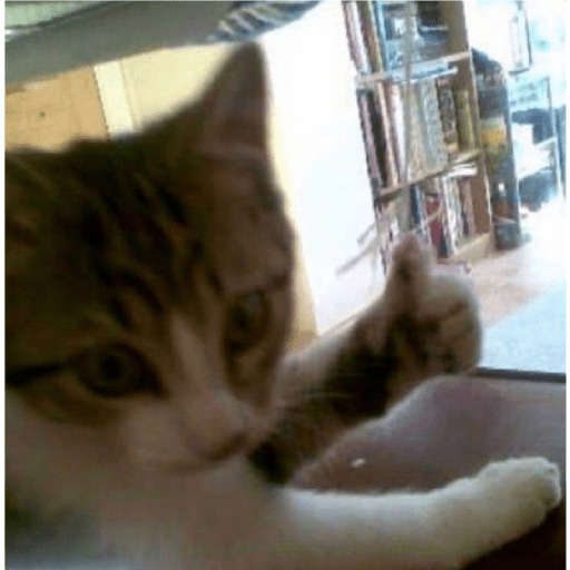 Cat 23