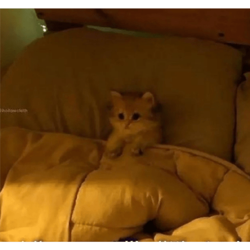 Cat 17