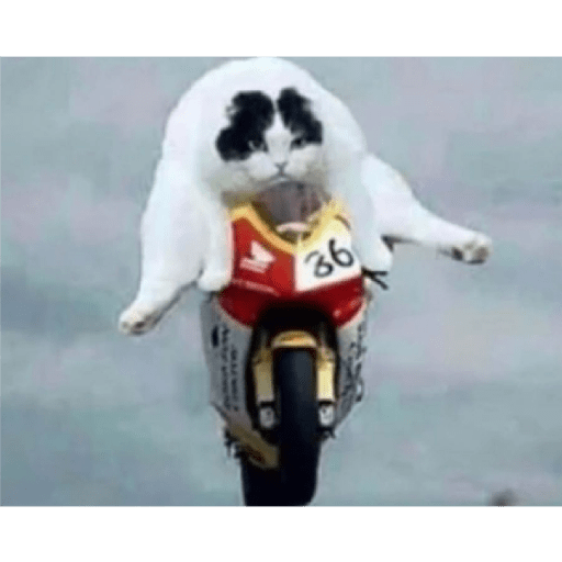 Cat 13