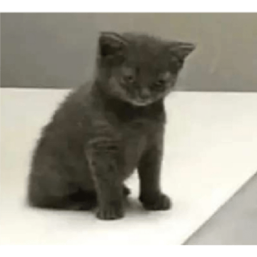 Cat 11