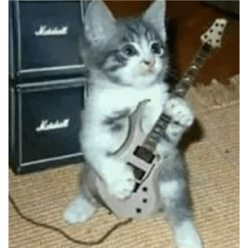 Cat 3
