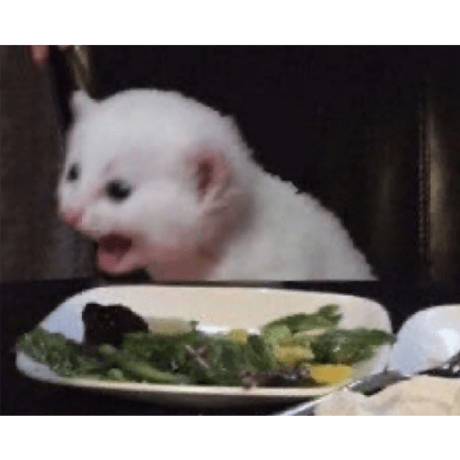 Cat 4