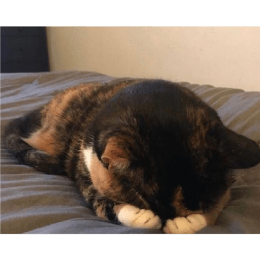 Cat 12