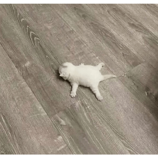 Cat 7