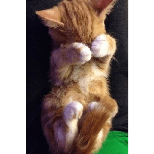 Cat 10