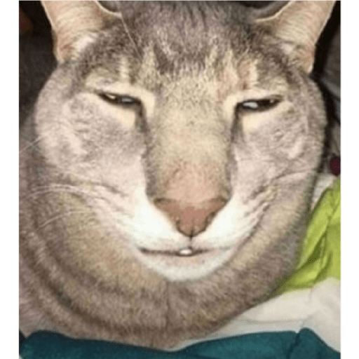 Cat 6