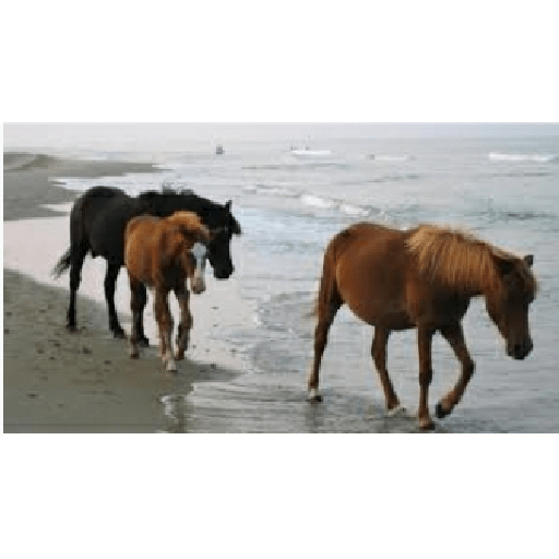 Caballos 7