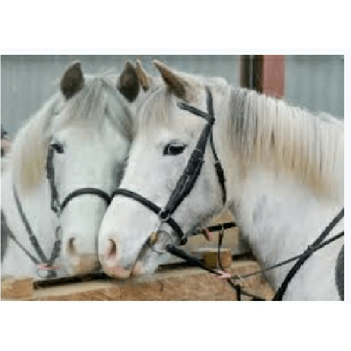 Caballos 13