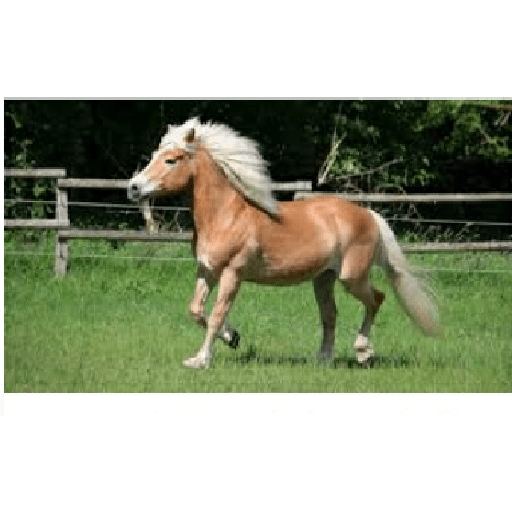 Caballos 23