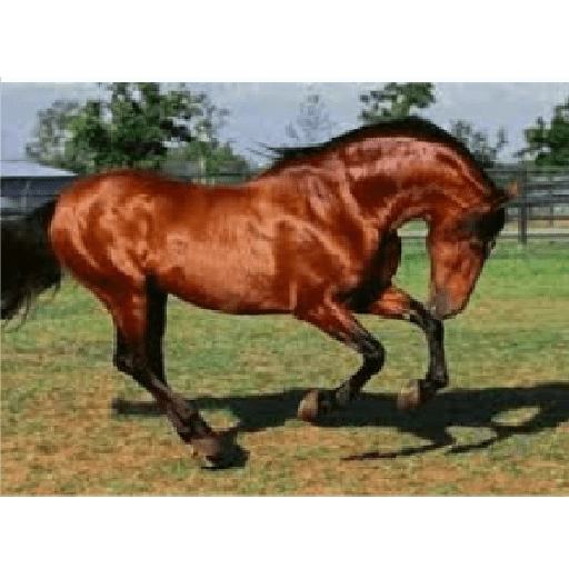 Caballos 8