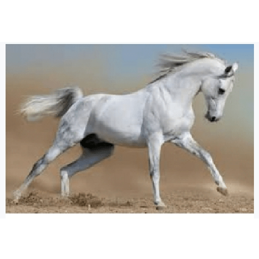 Caballos 27