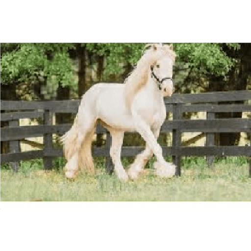 Caballos 19