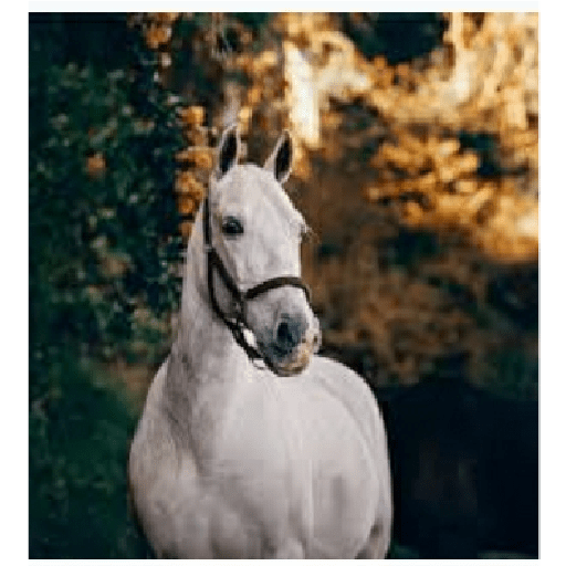 Caballos 29