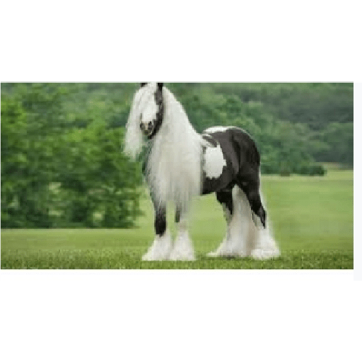 Caballos 28