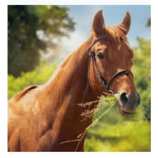 Caballos 30