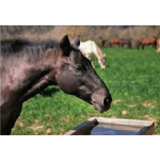 Caballos 5
