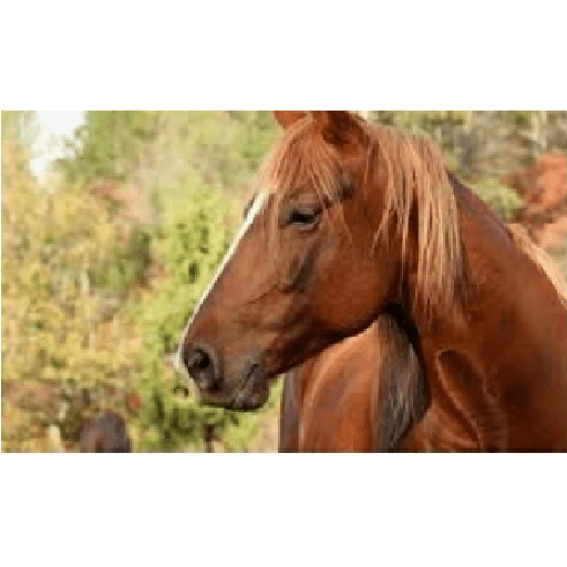 Caballos 2