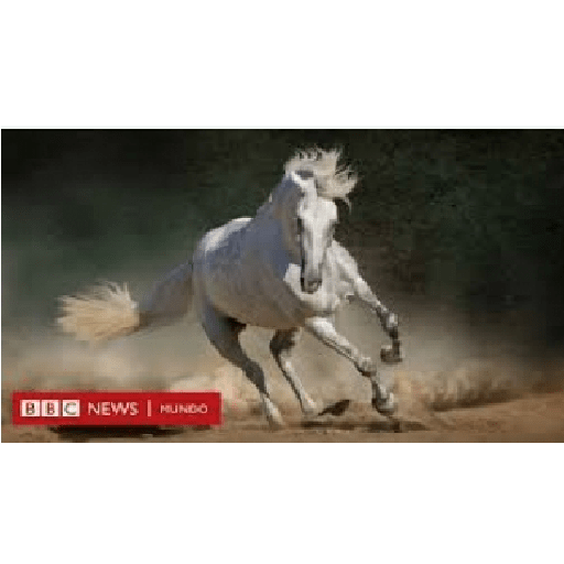 Caballos 17