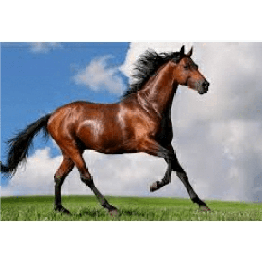 Caballos 14