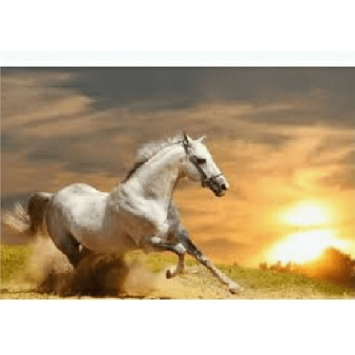Caballos 15