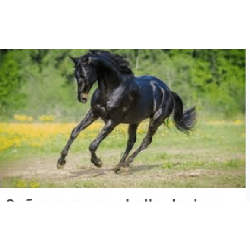 Caballos 9