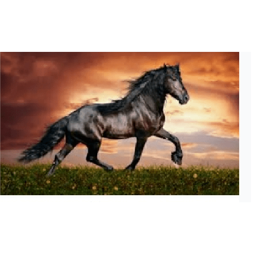 Caballos 18
